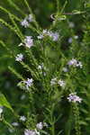 Wing-angle loosestrife